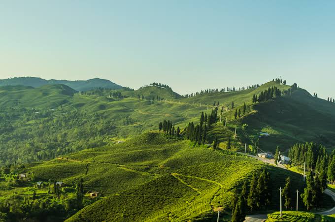Terraced green tea gardens rolling over the hills of Ilam, eastern Nepal
