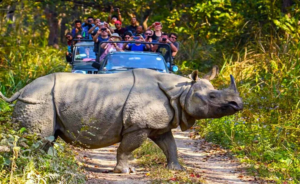 Wetland grassland of Koshi Tappu Wildlife Reserve with wild water buffalo, Nepal