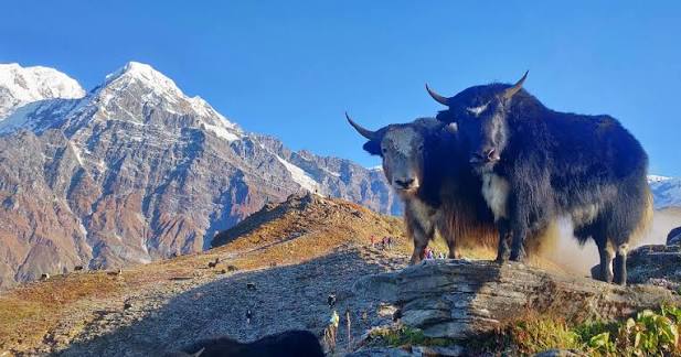 Yak standing on a ridge in front of Himalayan peaks in Mustang, Nepal